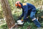 Pipers Brooktree-felling-services-21.jpg; ?>